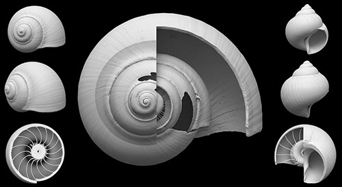Fig 7. Image of CT scan data of a snail